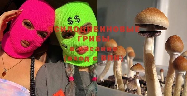 прущие грибы Магадан